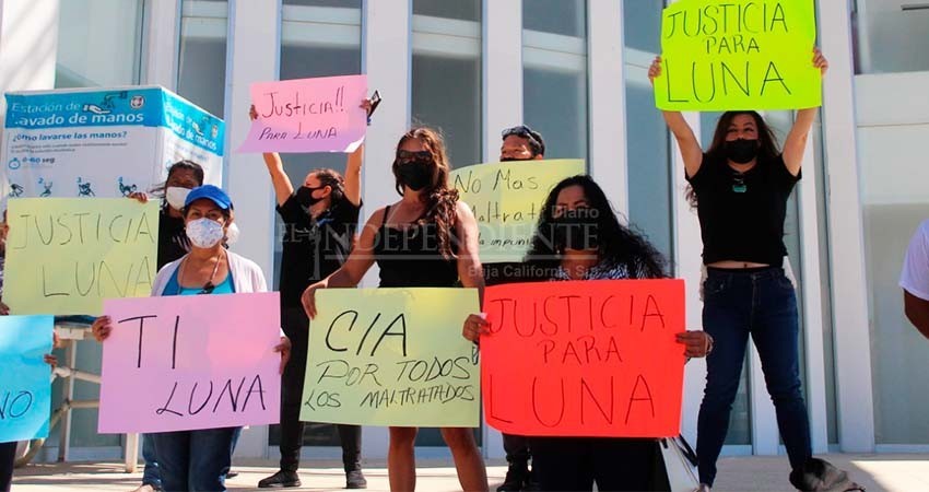 Ciudadanía busca ejercer presión a las autoridades ante el maltrato animal