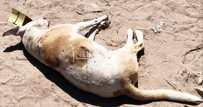 Acusan a militar retirado de asesinar a balazos a un canino