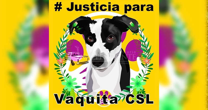 Exigirán justicia para la perrita “Vaquita”, en CSL