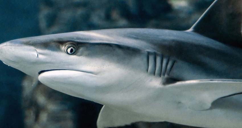 Tiburones se orientan con los campos magnéticos de la Tierra