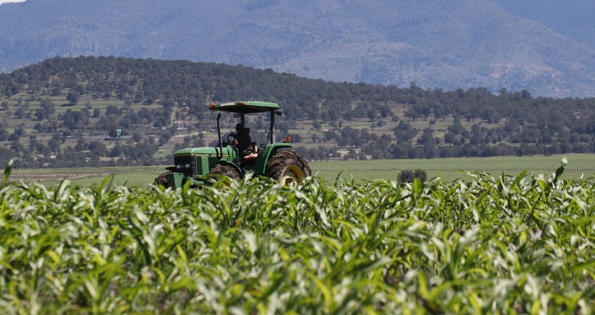 Caída de 30% en la producción de maíz; temen que se agudice