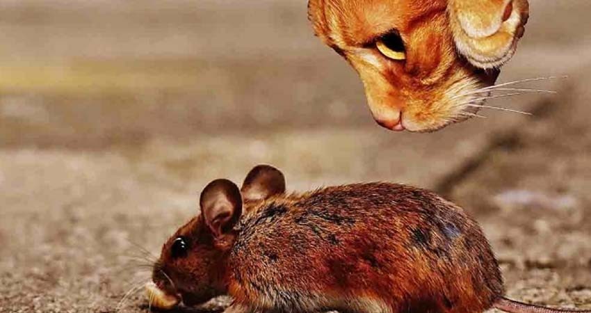 Chicago libera más de mil gatos para combatir plaga de ratas