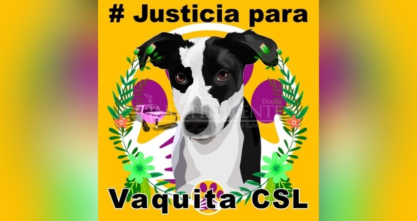 Este sábado marcharán para exigir justicia por la perrita Vaquita