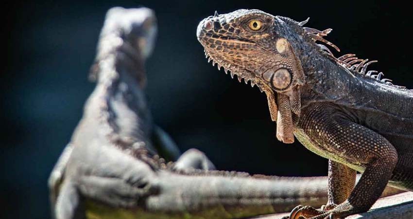 Europeos provocaron extinción masiva de reptiles en islas Guadalupe