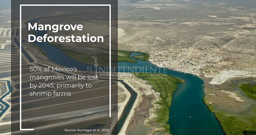 Anuncian inversión de 6 mdd para conservar manglares sudcalifornianos