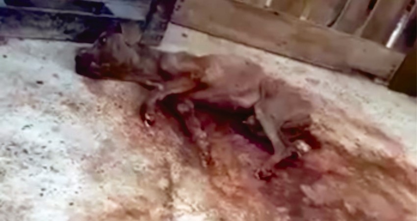 Vinculan a proceso a dueña de “Luna”, pero no imponen medidas cautelares