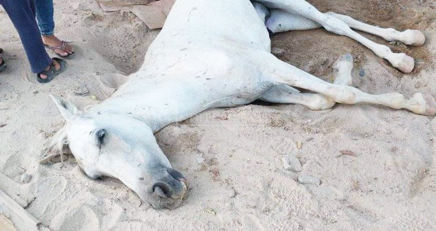 Indigna a josefinos la muerte inhumana de un caballo