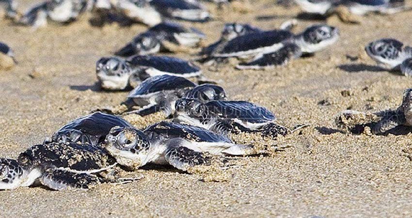 Director de Ecología Los Cabos suspende programa de protección a tortugas