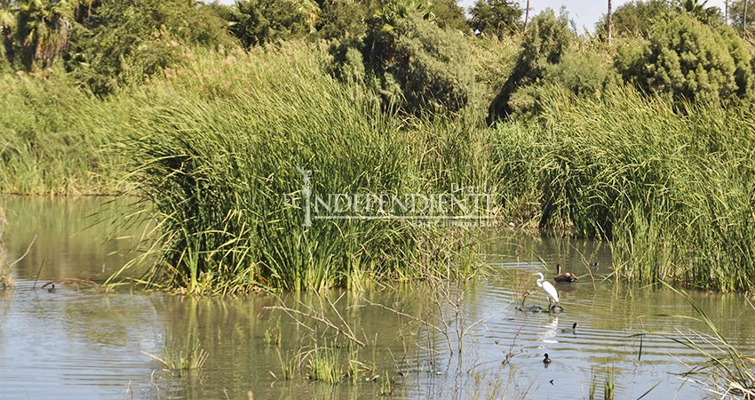 Hay seguimiento a la aplicación de recursos para el estero josefino: regidor López