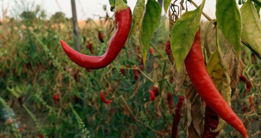 Al chile… hay que darle su valor, checa estos datos