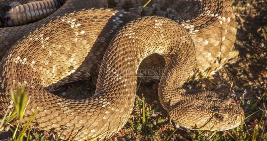 Aumenta presencia de serpientes cascabel; piden bomberos no manipularlas