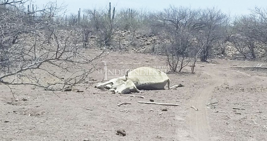 Alcaldesa electa de Comondú pide declarar desastre por sequía