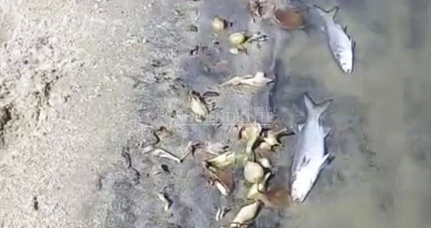 Reportan presencia de peces muertos en el estero josefino