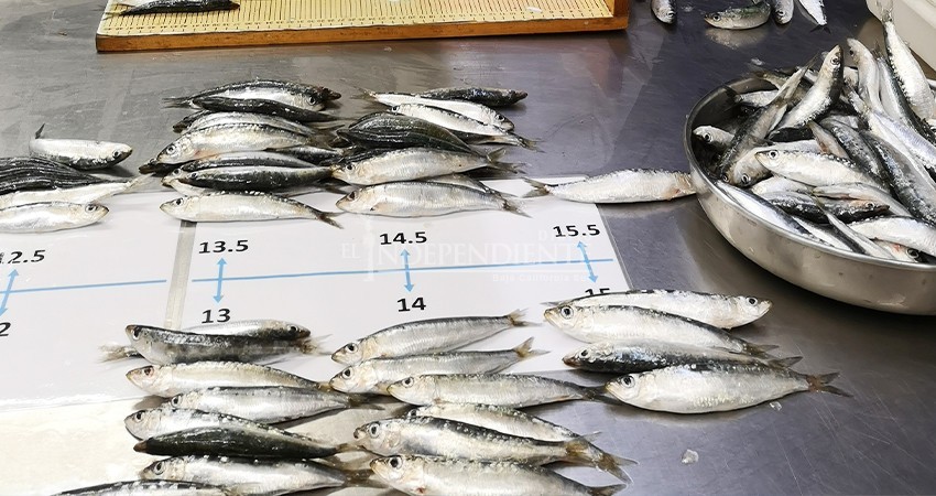 Altas temperaturas del mar provocaron varamiento de sardinas al norte de BCS