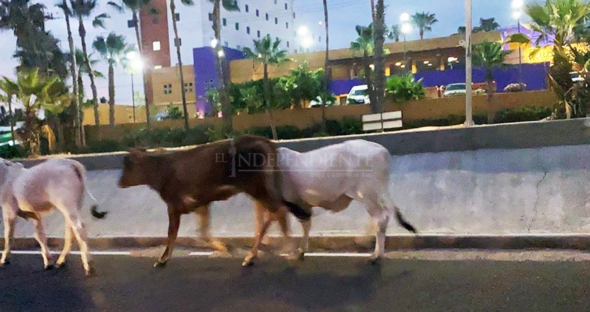 Riesgo latente la presencia de vacas y caballos en la carretera Transpeninsular