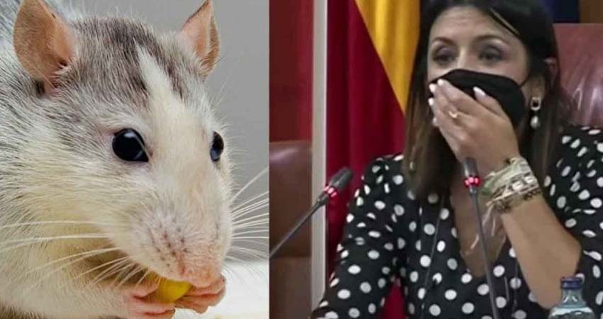 Rata se cuela en el Parlamento de Andalucía y desata caos