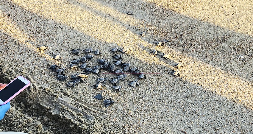 Red para la Protección de la Tortuga Marina retomó trabajos con el Ayto Los Cabos