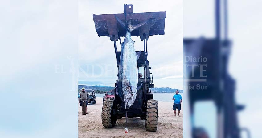 Marlin de 597 libras gana el Torneo Bisbees Off Shore East Cape 2021