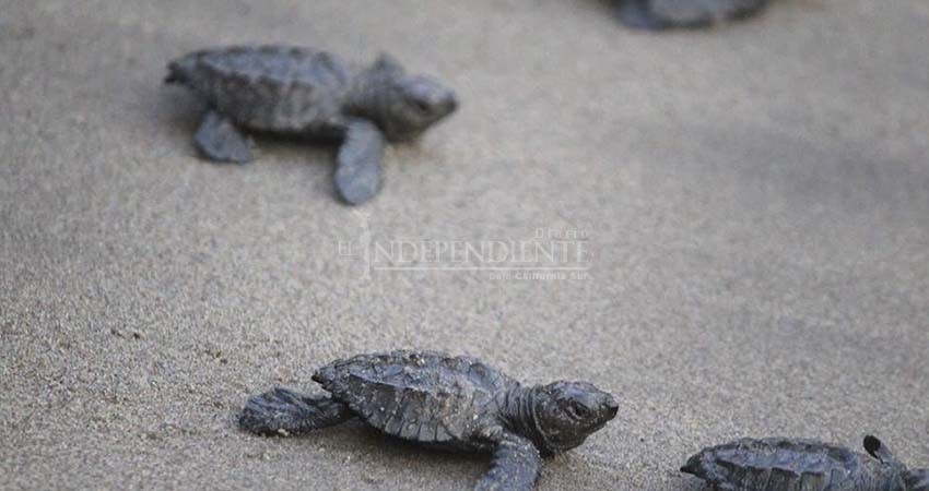 Red para Protección de la Tortuga Marina pide al síndico municipal no ser cesada