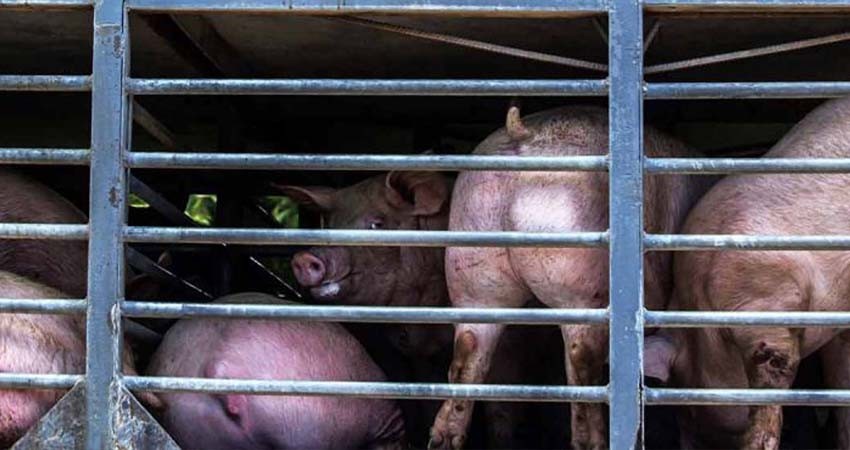 Granjas de cerdos amenazan a pozos sagrados mayas, en Yucatán