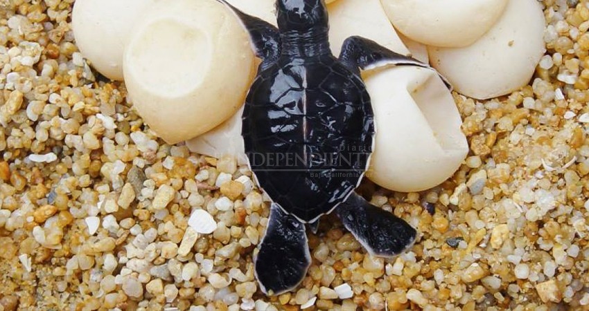 Acabar con la protección a la tortuga marina dañaría a Los Cabos como destino turístico