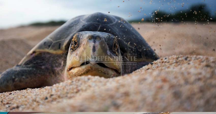 Reportan hasta 60 nuevos nidos de tortugas marinas por noche en Los Cabos