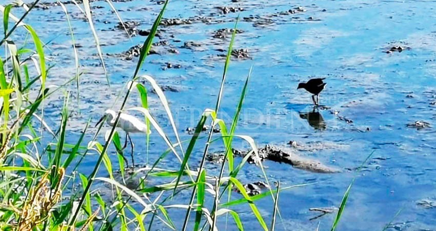 Pronatura Noroeste y UABCS lanzan diplomado para la conservación de sitios prioritarios para aves playeras