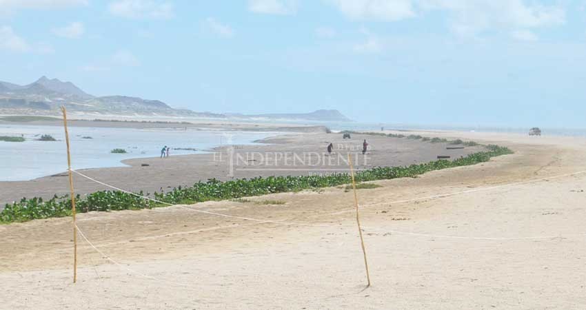 La apertura del estero y la mortandad de peces son un proceso cíclico: regidor