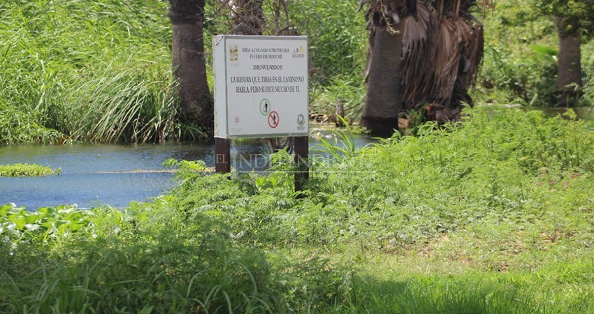 Conviene que el Comité de Protección a la Tortuga se amplié a más especies: Ecología