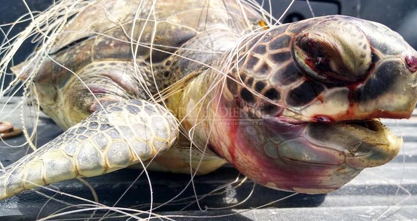 Aunque sigue, la captura de tortugas y sustracción de huevos para consumo ha disminuido