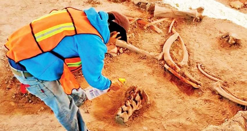 Aumentan hallazgos en Santa Lucía; rescatan más de 40 mil huesos de mamut, camello y caballo