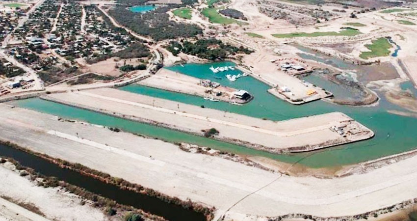 Avanza invasión hormiga en Cabo Pulmo, BCS