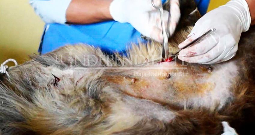 Jornadas de esterilización canina y felina en La Paz son permanentes