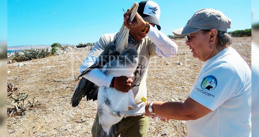 Colaboran CICESE La Paz y UABCS en diferentes proyectos de aeroecología marina