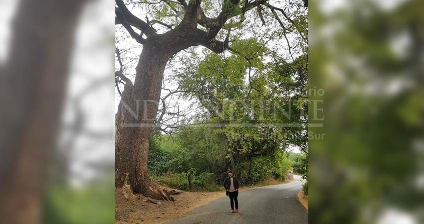 Los vientos de Olaf derribaron el árbol de fuego en Caduaño