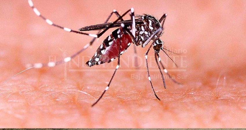 BCS se mantiene con bajo índice en casos confirmados de dengue