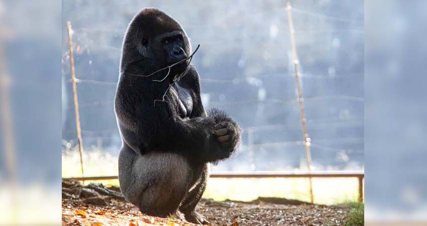 Al menos 18 gorilas del zoológico de Atlanta están contagiados de covid