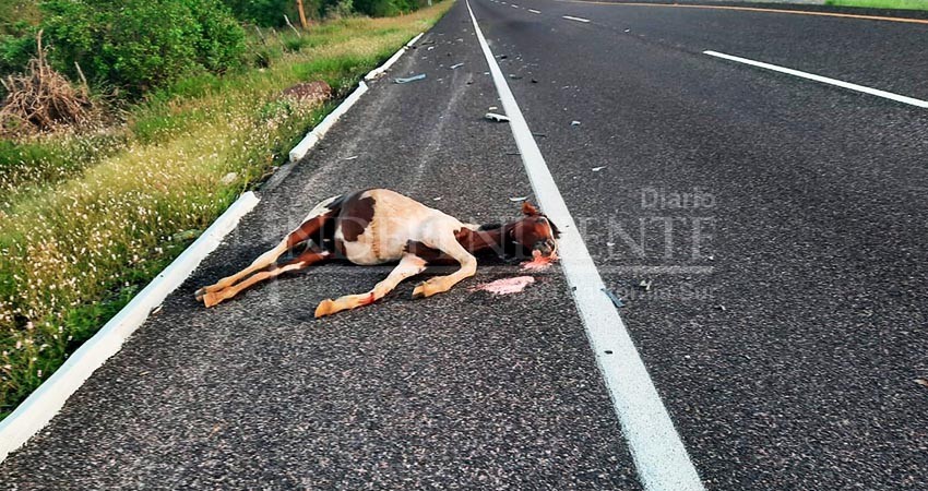 Equinos provocan aparatoso accidente vial