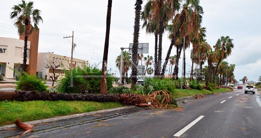 Tendrá que seguir nueva administración con limpieza por Olaf, el tiempo no alcanzó para Servicios Públicos