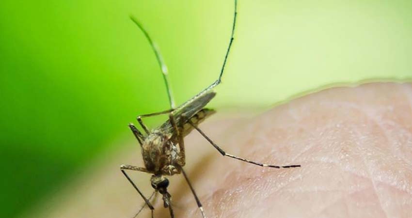 OMS confirma brote de fiebre amarilla en Venezuela; hay 7 casos confirmados