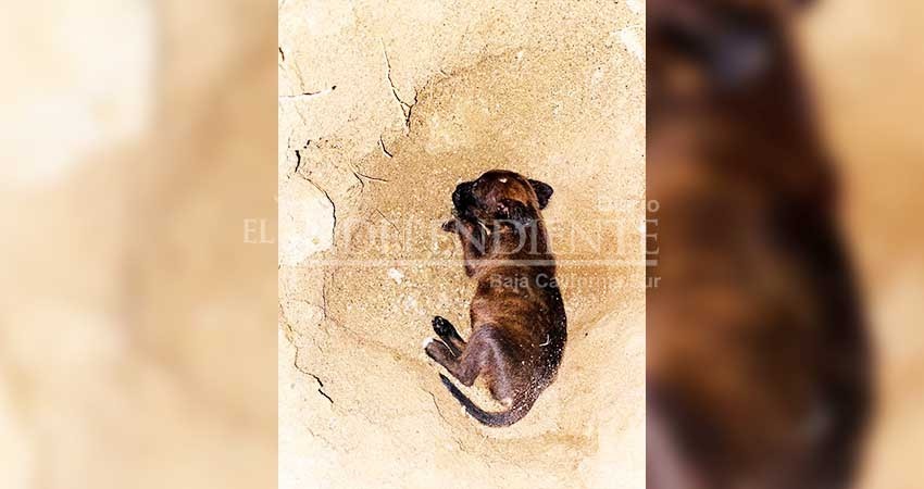 Denuncian a Asociación Human Society de rescate por “dormir” a un cachorro