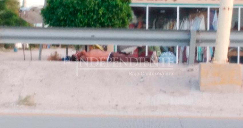 Muere hombre  tras ser atacado por enjambre abejas en Chametla