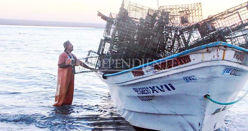 Paralizada la captura de langosta en la zona pacífico norte