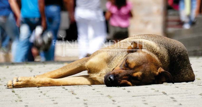 A partir del 2022 habrá refugio para perros callejeros en Los Cabos