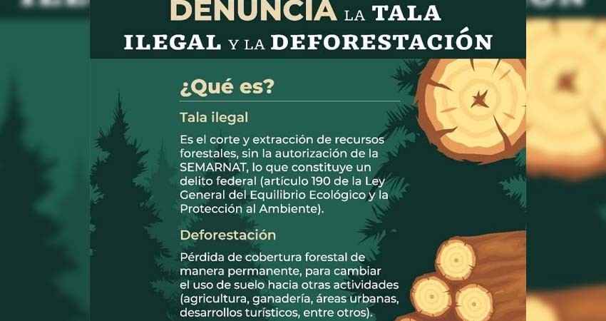 Identifican 122 focos rojos donde se comete tala ilegal, ‘lavado’ de madera, incendios…