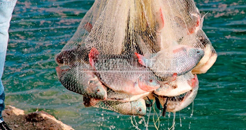 Mantendrán productores primarios cooperativistas exención del ISR en el 2022