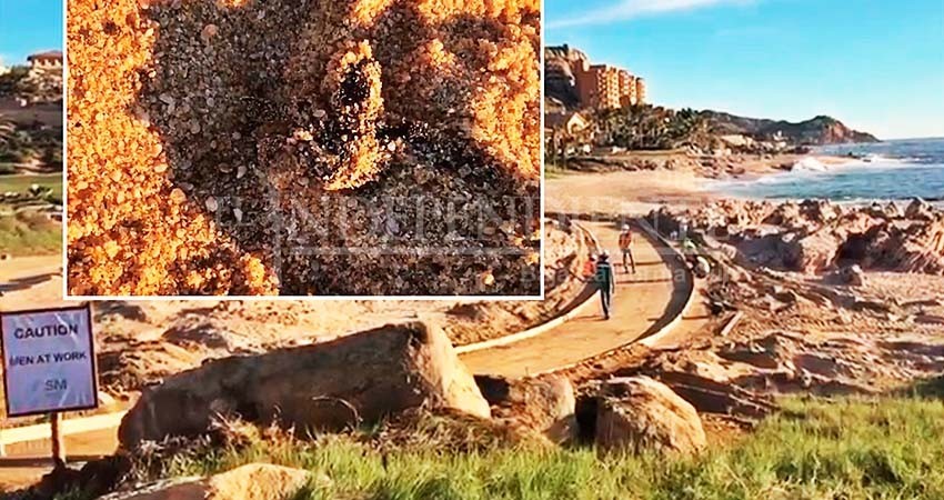 Denuncian muerte de crías de tortuga golfina en Cabo del Sol