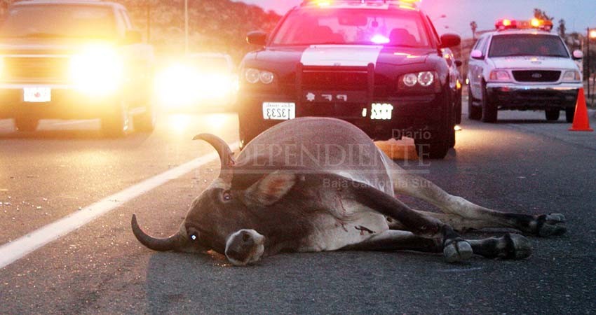 Que dejen de culpar a los rancheros por accidentes carreteros con animales, piden ganaderos