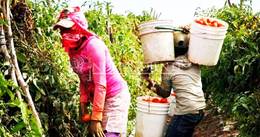 Denuncian trato inhumano a jornaleros en El Vizcaíno; piden apoyo de la autoridad 