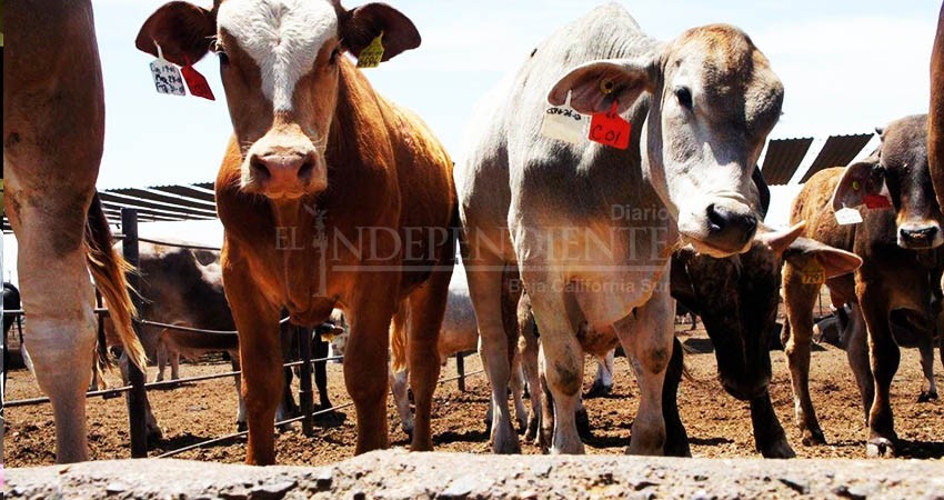 En Comondú será el primer foro de consulta de la Ley ganadera de BCS